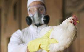 Alerta por gripe aviar: sacrificaron a medio centenar de patos, gansos y gallinas en Puan -