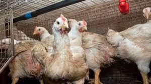 Gripe aviar: los casos positivos suman 59 y advierten que 