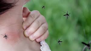 Dengue: la OMS confirmó que el cambio climático favorece su aumento y temen repuntes mundiales