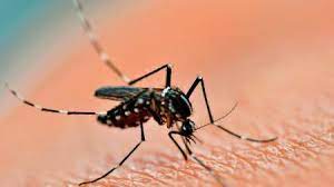 Dengue: cinco nuevas muertes en Córdoba, San Luis y Santa Fe