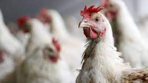 Circulación de influenza aviar en la región: recomendaciones